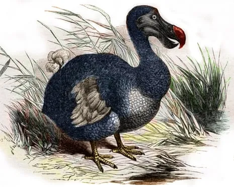 Experts State They’ve Made a ‘Pivotal Step’ in Bringing Back the Dodo for the First Time in Multiple Generations